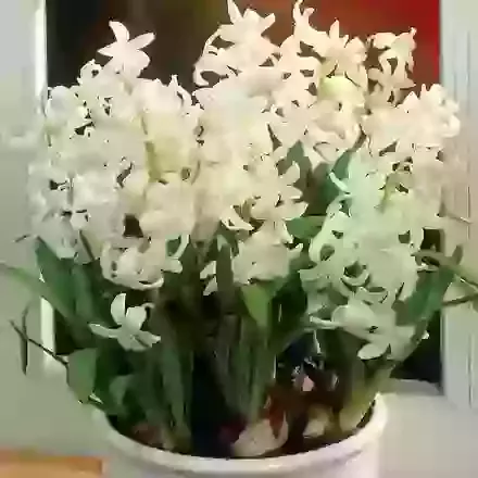 Multiflowering White